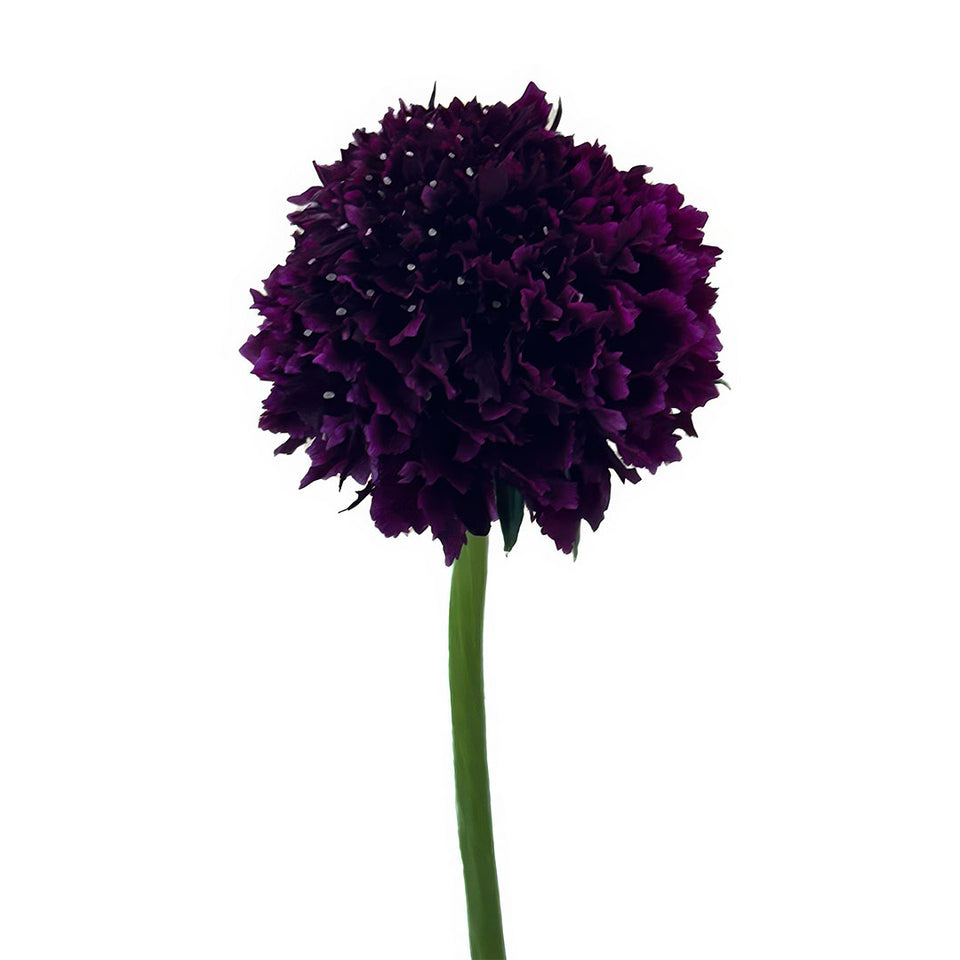 Dark Purple Scabiosa | Sami Sacha Flowers