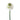 White Focal Scoop Scabiosa