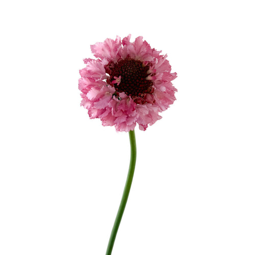 Punch Scabiosa