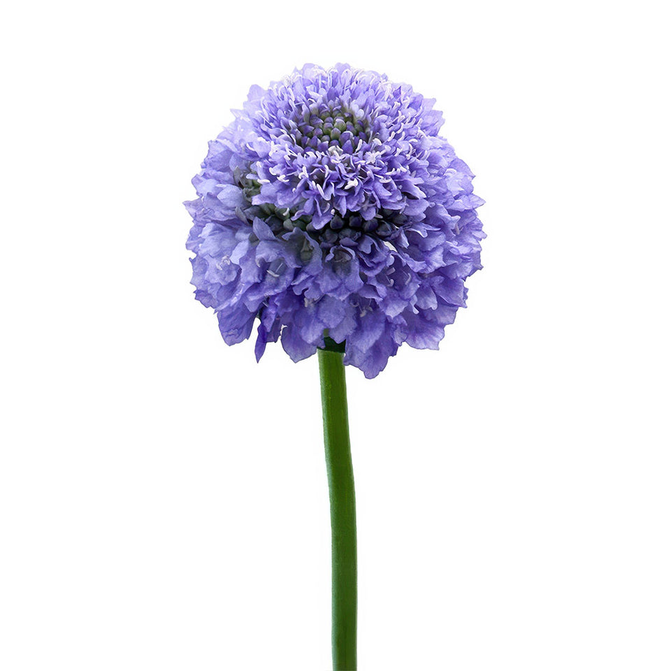 TeaBerry Scabiosa | Sami Sacha Flowers