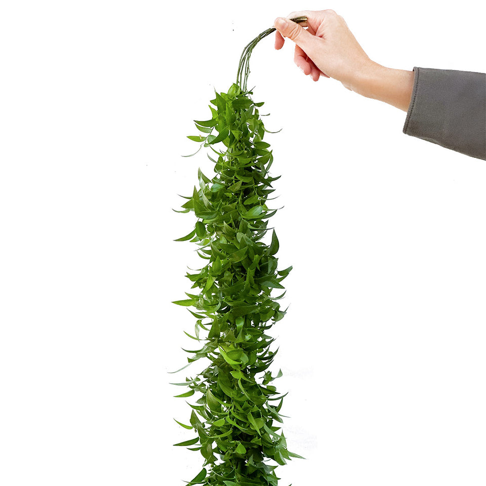 Smillax Garlands Sami Sacha Flowers