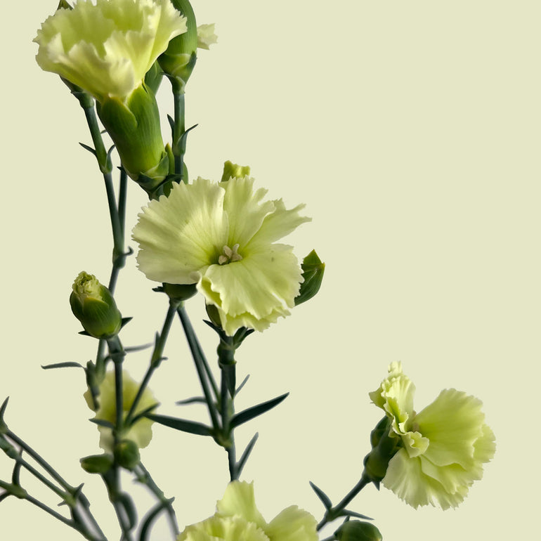 Solomio | Sami Sacha Flowers