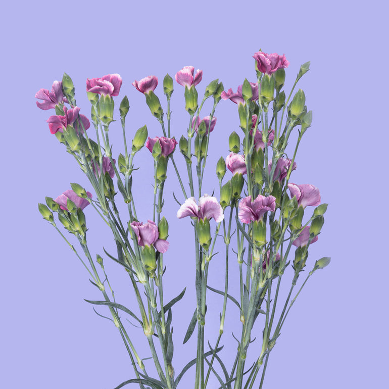 Solomio | Sami Sacha Flowers
