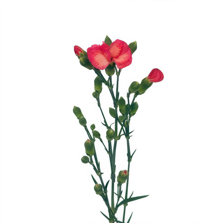Solomio | Sami Sacha Flowers