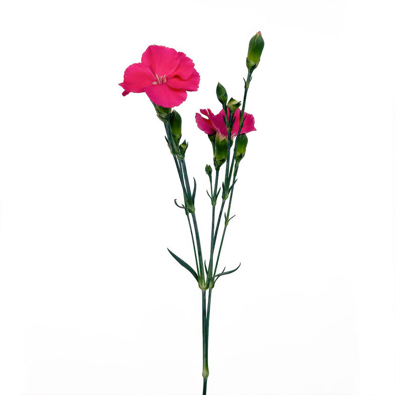 Solomio | Sami Sacha Flowers
