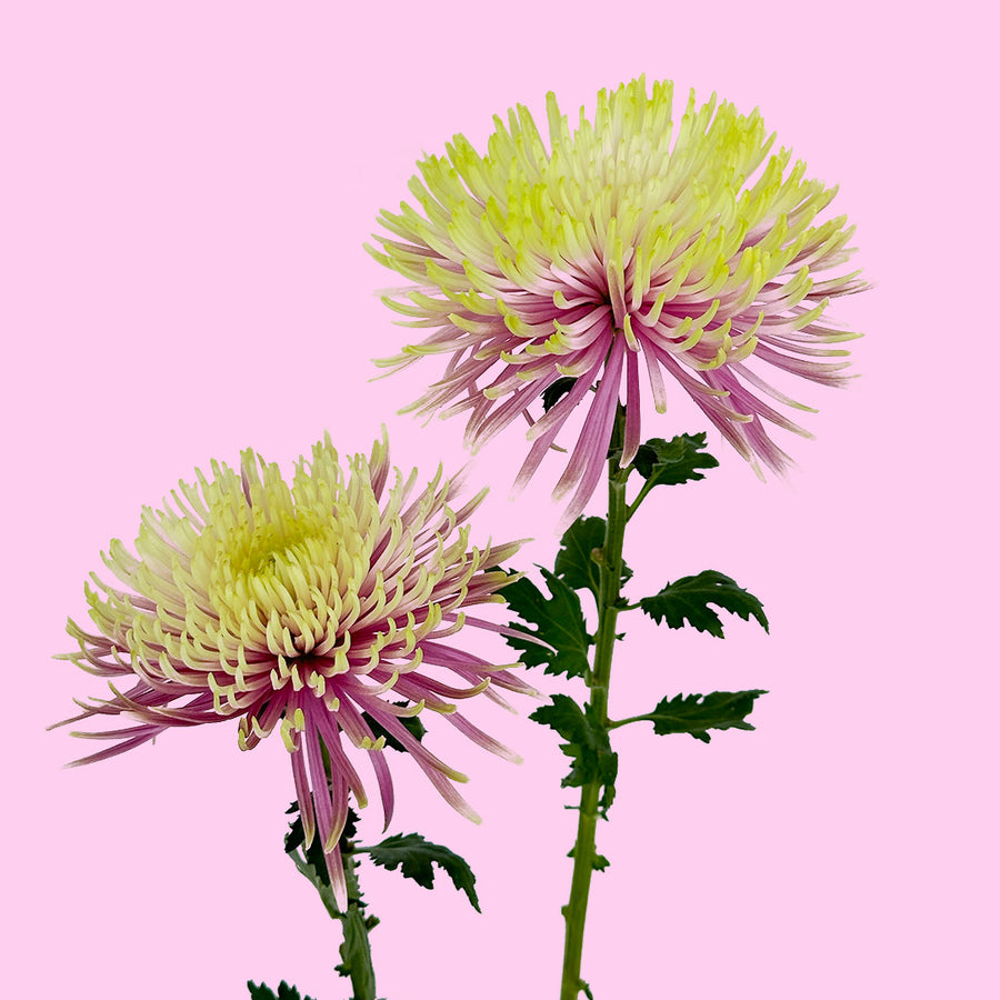 Baltazar Spider Mums