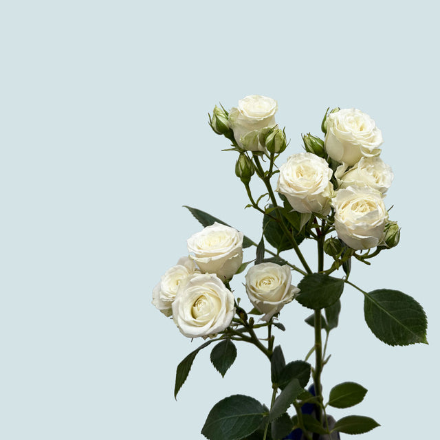 Cream Spray Roses Mykonos Spray Rose | Sami Sacha Flowers