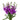 Purple Stock
