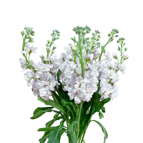 White Stock