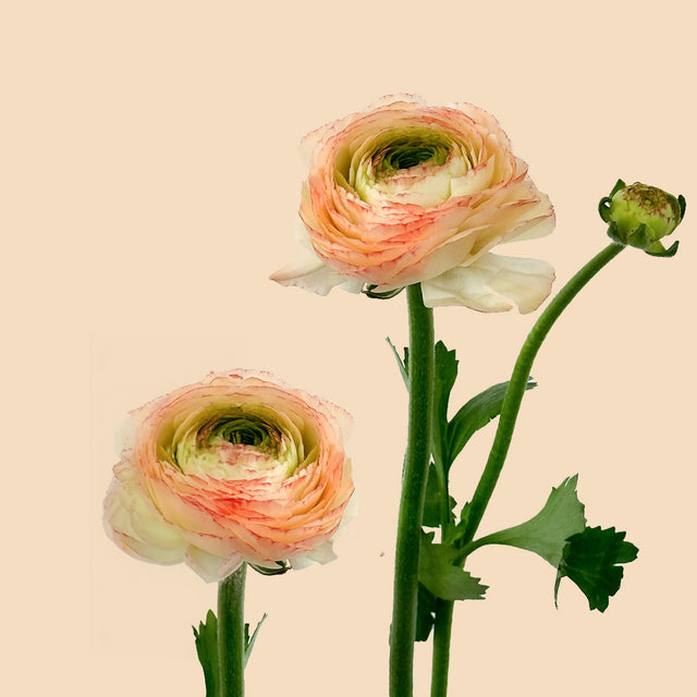 Tuareg Ranunculus Cloony | Sami Sacha Flowers