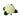 White Hydrangea