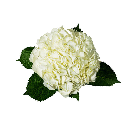 White Hydrangea