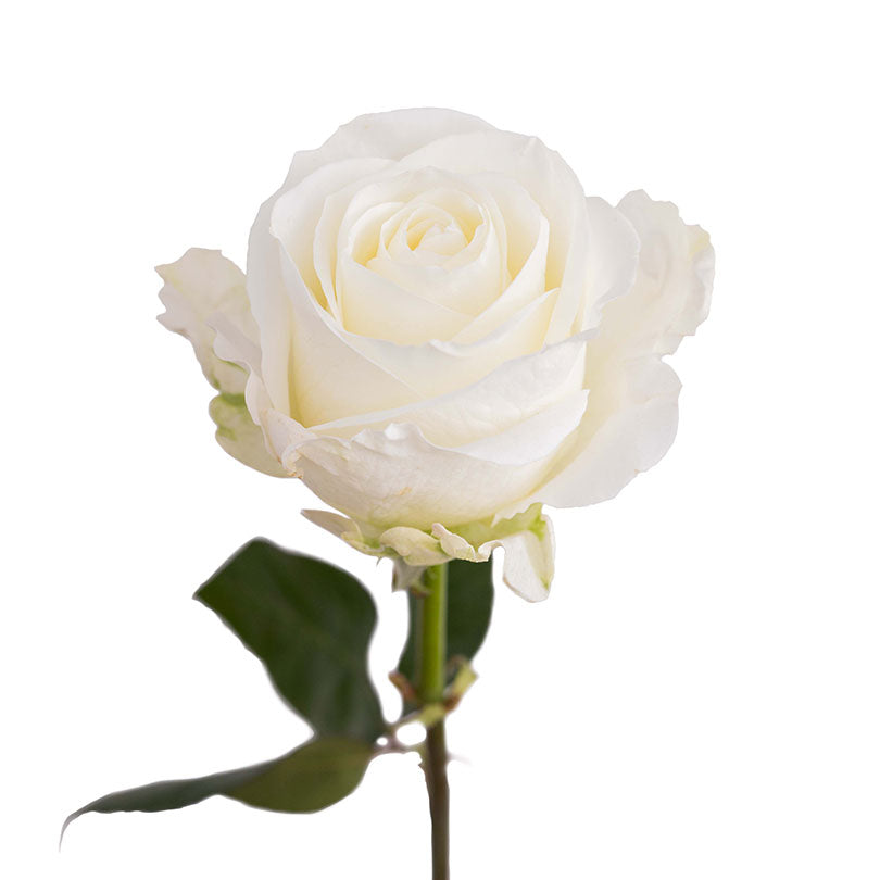Tibet Rose | Sami Sacha Flowers