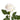 White Roses