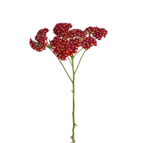 Achillea Cottage Red Yarrow