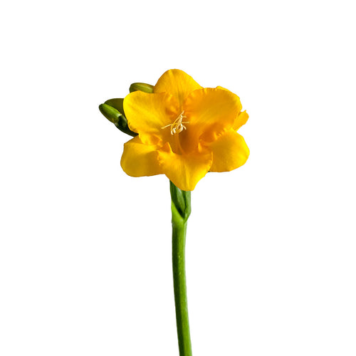 Yellow Freesia