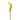 Yellow Mini Callas