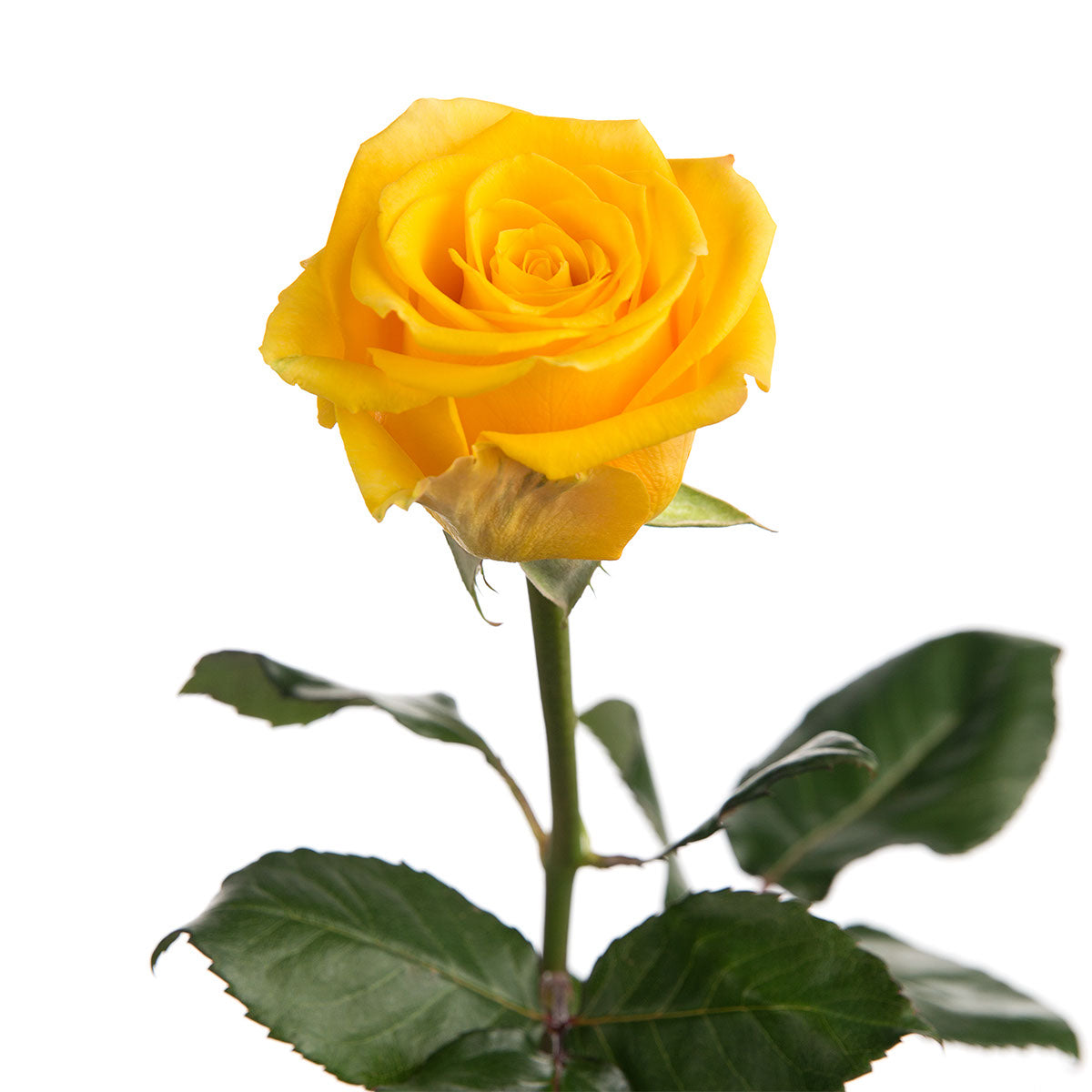Google Yellow Roses Yellow Roses | Sami Sacha Flowers